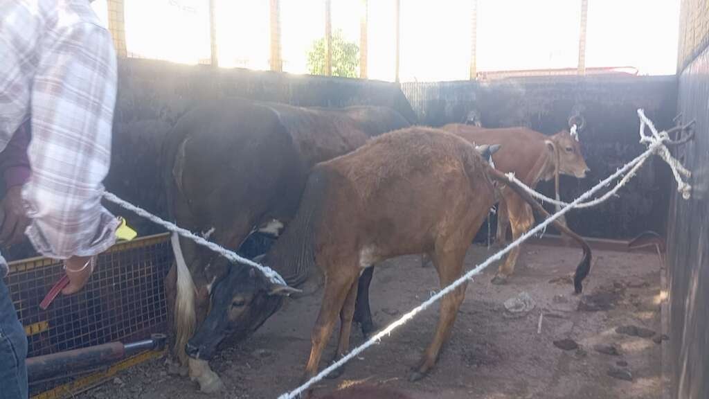 डीएम मनीष कुमार के निर्देश पर चम्पावत में सड़क सुरक्षा और गौ संरक्षण अभियान के दौरान आवारा पशु गौशाला भेजे जाते हुए