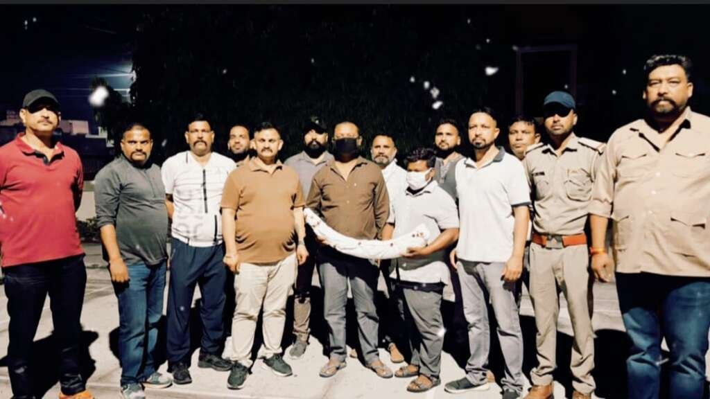 फाइल फोटो: STF की कार्रवाई के दौरान बरामद हाथी दांत।
