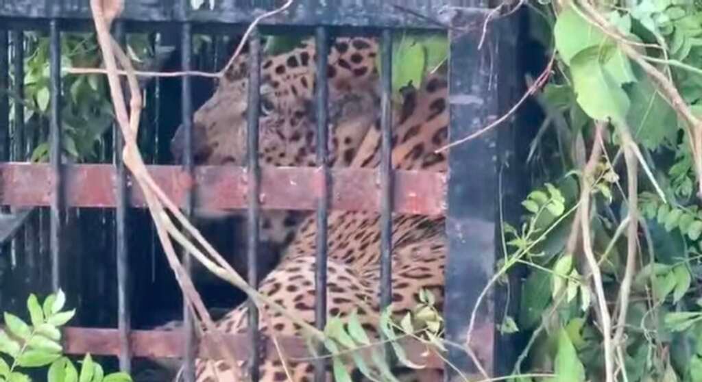 रानीबाग क्षेत्र में वन विभाग द्वारा लगाए गए पिंजरे में फंसा गुलदार।