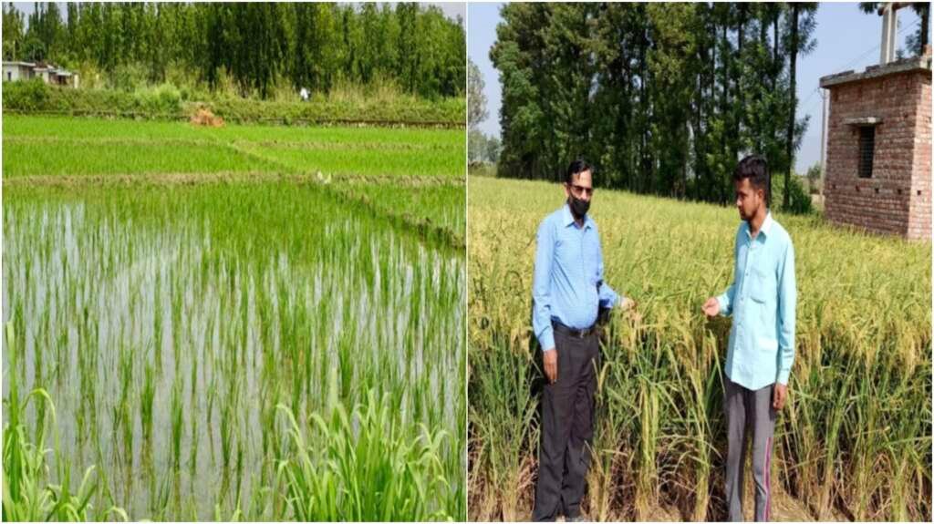 देहरादून में हाइब्रिड धान की खेती करते किसान