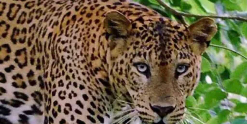पौड़ी गढ़वाल के बणासी तल्ली क्षेत्र में महिला पर जानलेवा हमला करने वाले गुलदार के आतंक का प्रतीकात्मक दृश्य।