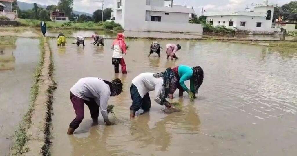 देहरादून में किसान 2.2 दून बासमती धान की रोपाई करते हुए।