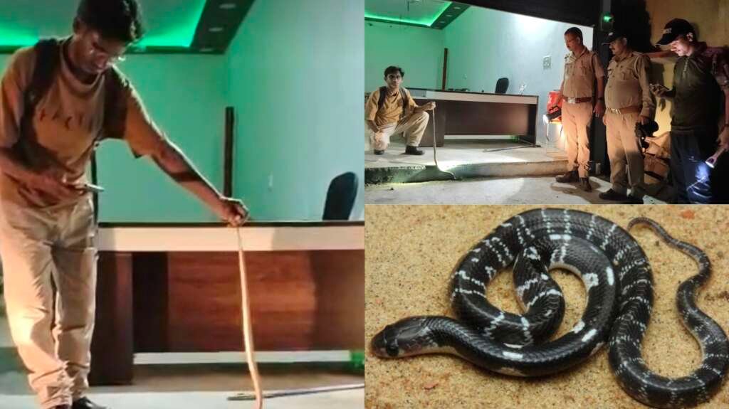 बिंदुखत्ता के टर्फ कार्यालय में निकले विषैले करैत का रेस्क्यू करते वन विभाग की टीम।