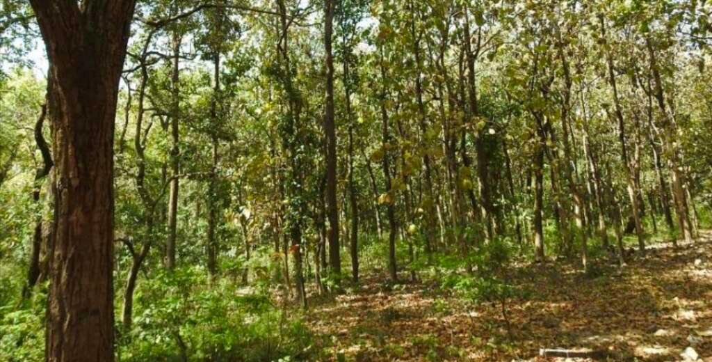 अल्मोड़ा के सल्ट क्षेत्र में बाघ के हमले की घटना के बाद प्रतीकात्मक रूप से घना जंगल।