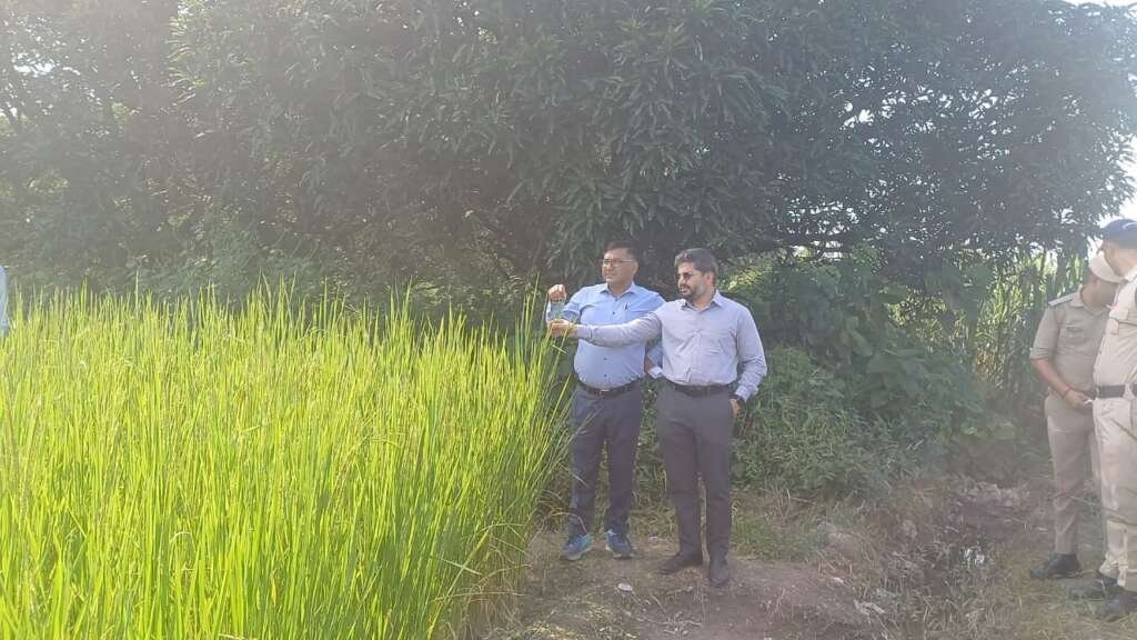 विकासनगर में दून बासमती की फसल का निरीक्षण करते सीडीओ अभिनव शाह