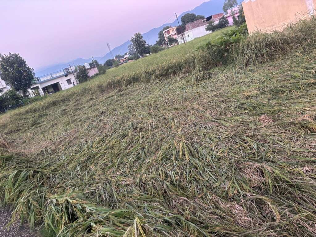 चंपावत में प्राकृतिक आपदा से प्रभावित फसल की फाइल फोटो