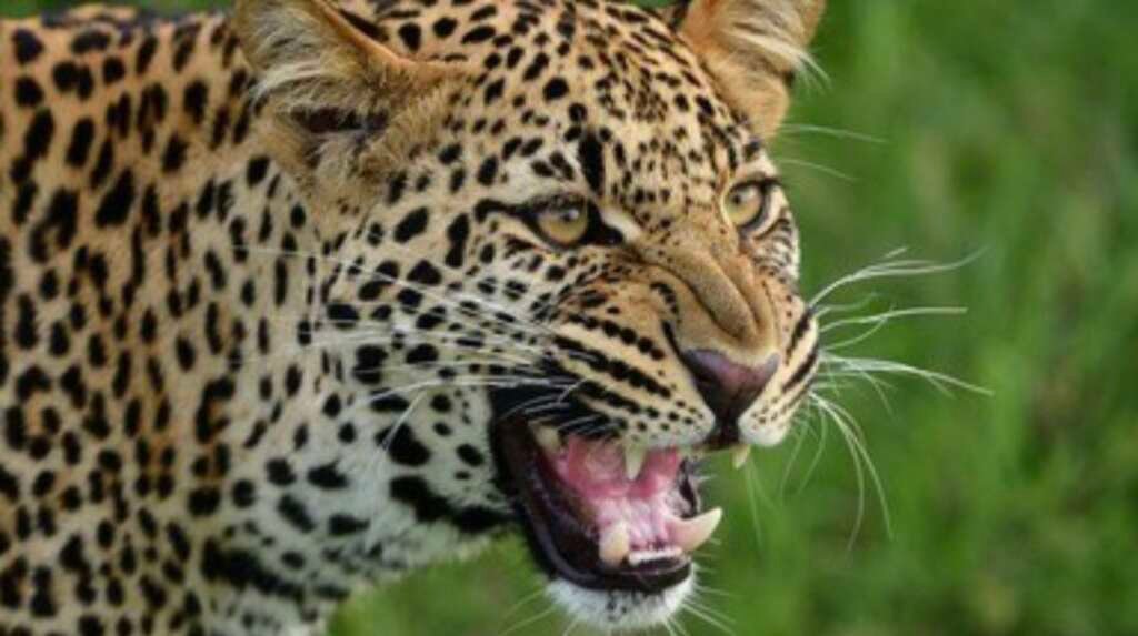 Symbolic image of a leopard in forest near a village in Pauri Garhwal Uttarakhand